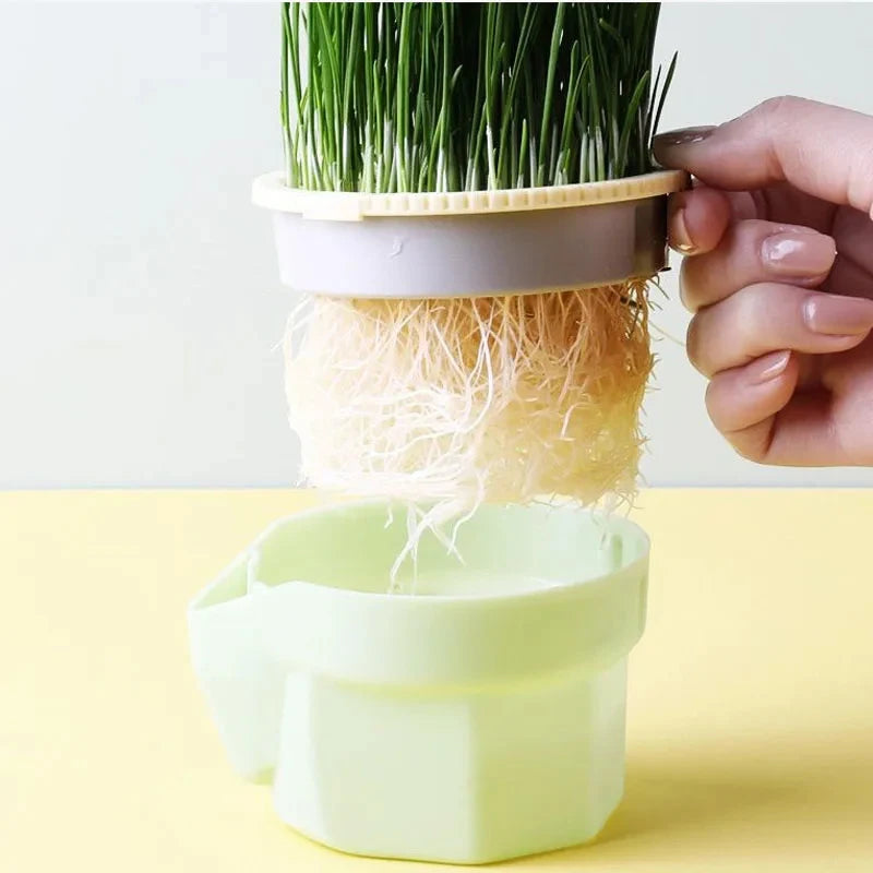 Nuevo 1 Uds. Plato de brotes para Gato, maceta para cultivo, planta hidropónica, hierba para gatos, germinación, digestión, plato de inicio, caja de cultivo para invernadero